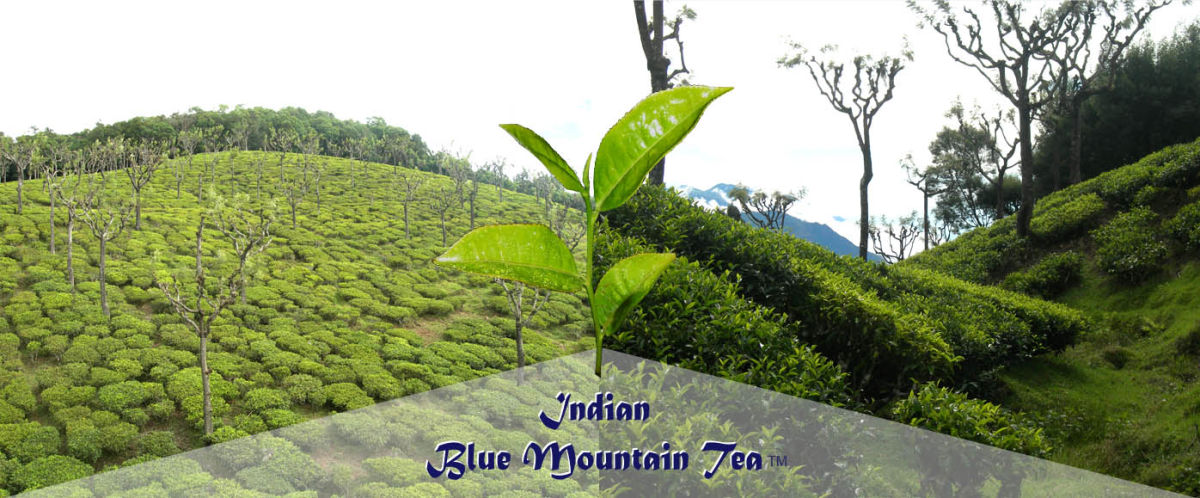 Indian Blue Mountain Tea, Quality Loose Leaf Tea